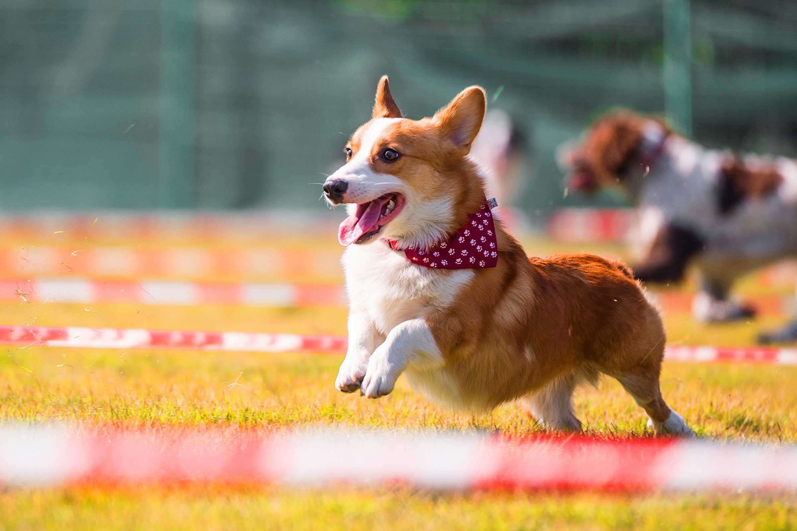 Professional Trainings