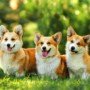 Learn about the Family