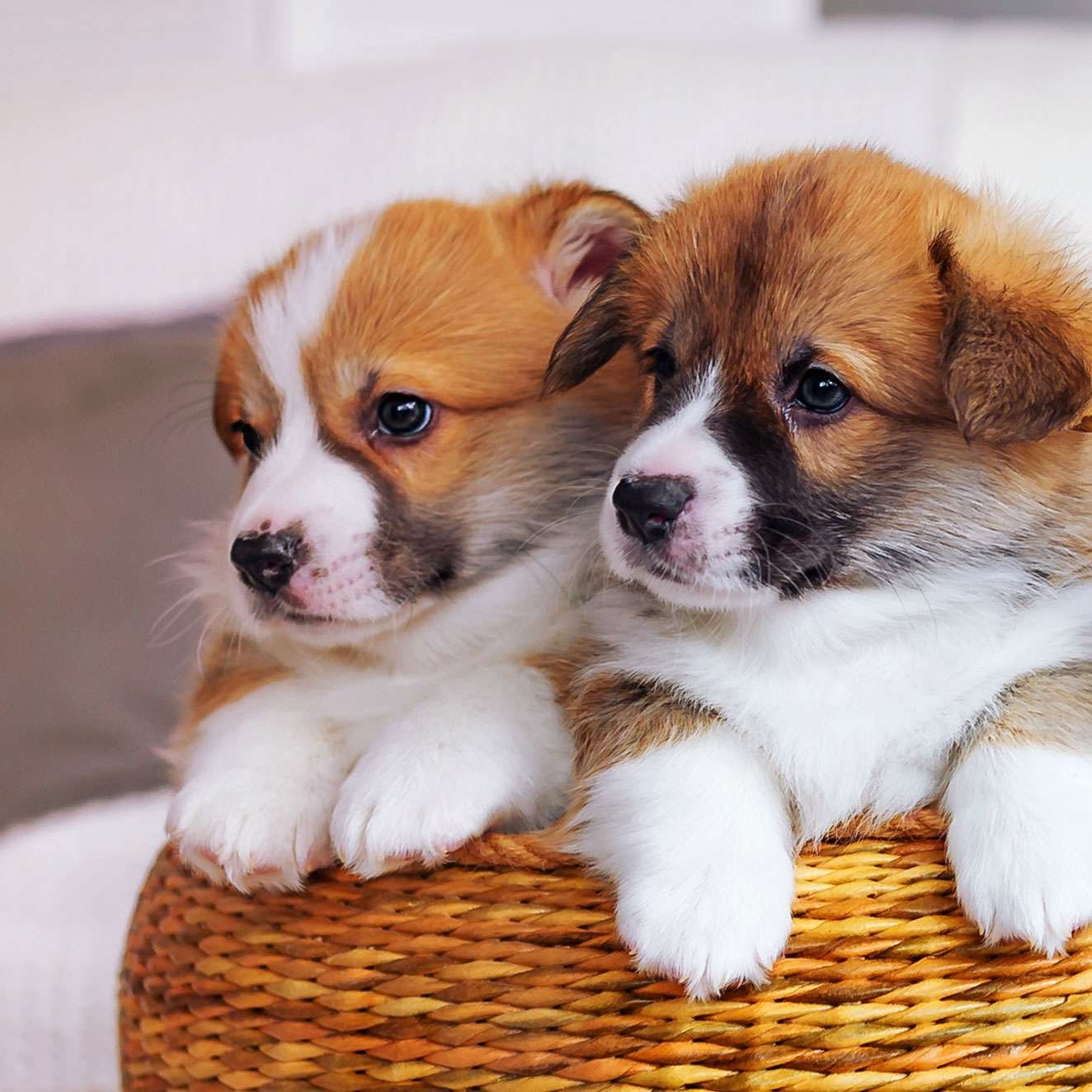 How they Get So Awesome